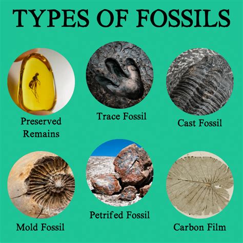 different types of fossil preservation.